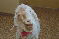 SUPER 8 HOTELS